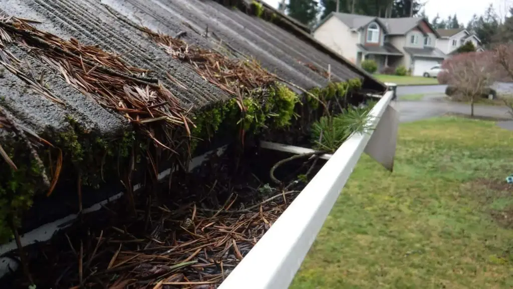 Gutter completely clogged with pine and fir needles