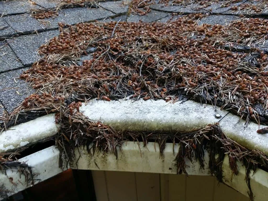 LeafGuard needle clog comparison showing debris stuck in gutter guard